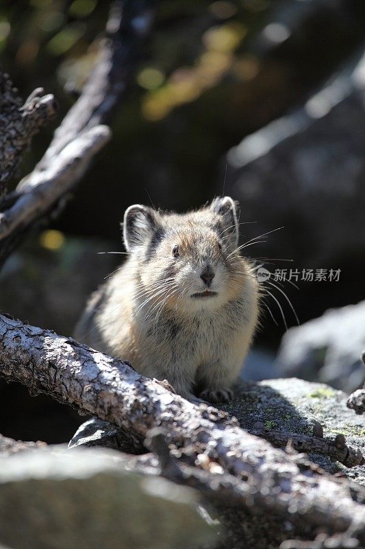 北美鼠兔(Ochotona Princeps)，垂直视图。